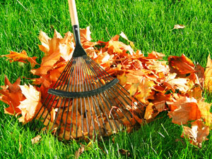 Landscape Cleanup