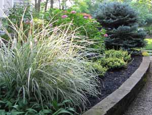 Services- Tree & Shrub Care